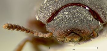 Media type: image;   Entomology 7092 Aspect: head frontal view